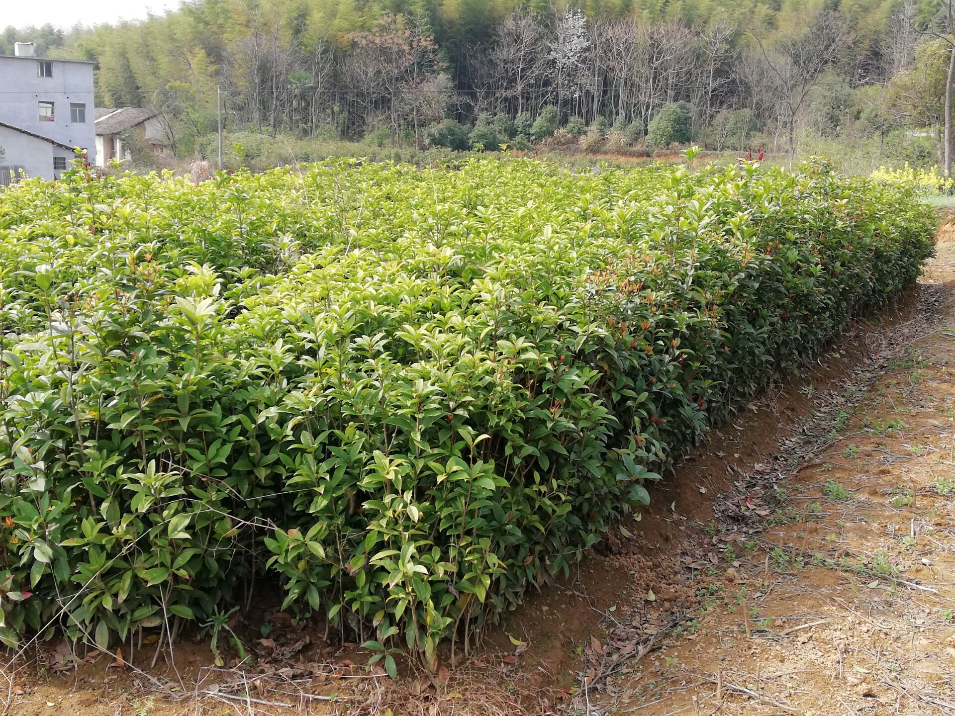 桂花苗_咸安区利源桂花苗木基地