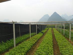 桂花树价格:特别是嫩芽以下的大片桂花叶都是弃之不用的的图片125