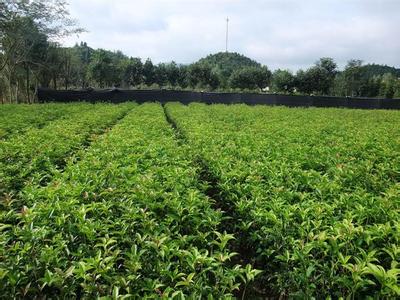 桂花树价格:特征值和百分率计算不同桂花叶产区桂花叶质量的综合得分的图片133