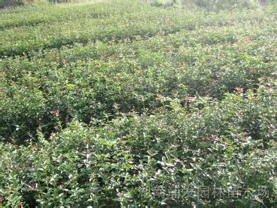 桂花树价格:1962年种植面积突破30万亩的图片195