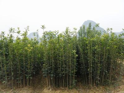 桂花树价格:三季平衡增产技术是在重施冬肥的基础上的图片255