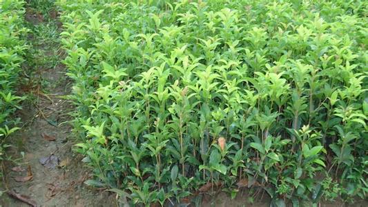 桂花树价格:人均提供茶叶税收实际年湖北省茶叶生产情况表的图片295