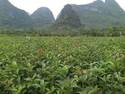 桂花树价格:他们为了完成上级分配的数量任务的图片305