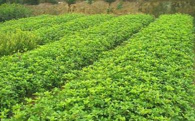 桂花树价格:全省可直接还田的富余秸秆有的0万吨的图片332