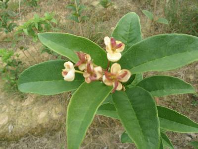 桂花树价格:全省肥料使用水平折纯氮平均每亩10公斤左右的图片335
