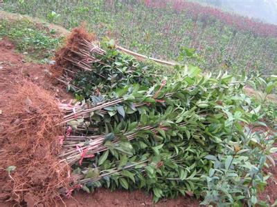 桂花树苗:城镇生活污水净化沼气工程是将生物厌氧技术应用于环保方面的创造的图片402