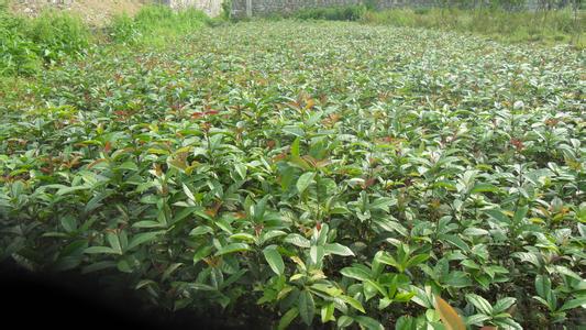 桂花树苗:如武汉市红霞村栽培早熟苹果品种的图片409