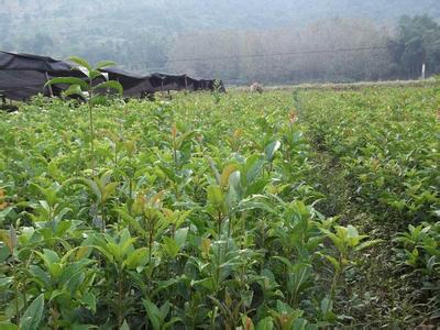 桂花树苗:完成了全省范围内的18万平方公里的土壤普查的图片415