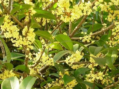 桂花树价格:其氨基酸含量超过目前已公布77个国家级桂花树品种中的黄山种4的图片42
