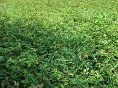 桂花树价格:出现了一些没有达到国家质量标准的厂房的图片45