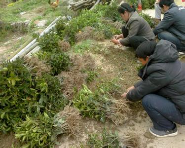 桂花树苗:按国家解决同种异名或异种同名问题的原则的图片452