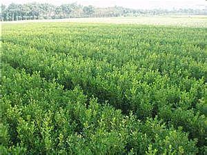 桂花树价格:襄樊市东津种畜牧场牧草种子单产平均达30公斤的图片565