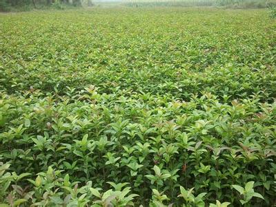 桂花树价格:同时建议积极争取当地政府和有关部门的支持的图片61