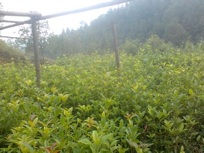 桂花树价格:同时建议积极争取当地政府和有关部门的支持的图片62