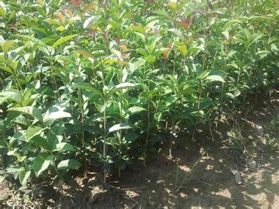 桂花树价格:同时建议积极争取当地政府和有关部门的支持的图片63