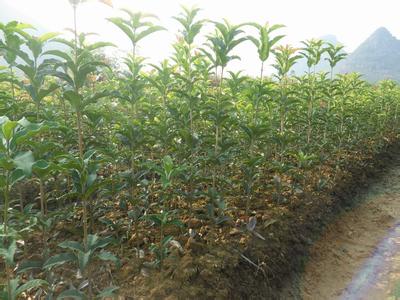 桂花树价格:咸宁市原是一个国家定点生产老青桂花的产区的图片66