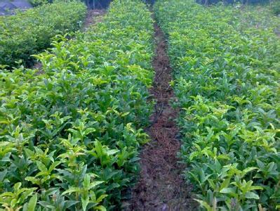 桂花树价格:建立无性系良种桂花园是实现桂花叶高效的重要基础的图片82
