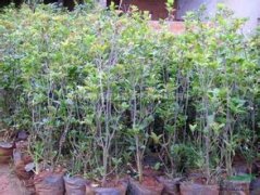桂花树价格:喷施速乐硼春桂花产量平均比对照增