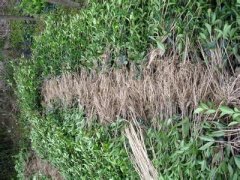 桂花树价格:在其最适浓度下一芽一叶重分别比对