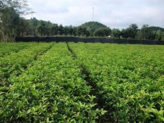 桂花树价格:特征值和百分率计算不同桂花叶产区