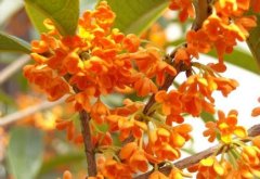桂花树价格:表中同一列不同的字母表示经LSD法检