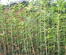桂花树价格:还有近30万亩宜桂花面积有待开发