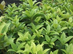 桂花树价格:这4个阶段的科技成果给全省桂花业带