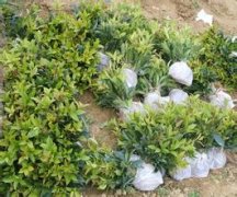 桂花树价格:进一步研究表明钾肥能促进桂花叶萌