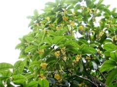 桂花树价格:选择了从各项指标均能代表鲜叶产量
