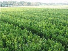 桂花树价格:鼓励行政事业单位干部到山区开发荒