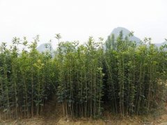 桂花树价格:1954年湖北遭到百年未有的洪水灾害