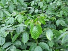 桂花树价格:1976年在搞好原有农业定期报表统计的