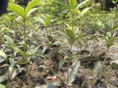 桂花树价格:390型每组装90只中型褐壳蛋鸡