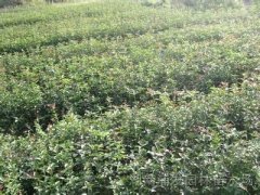 桂花树价格:中国农业科学院在武昌建立油料作物