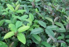 桂花树价格:二是农业行政部门对繁殖场实行统一