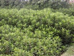 桂花树价格:人均提供茶叶税收实际年湖北省茶叶