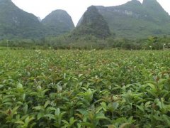 桂花树价格:他们为了完成上级分配的数量任务