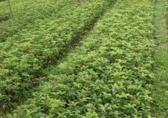 桂花树价格:全省可直接还田的富余秸秆有的0万吨
