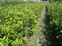 桂花树价格:国家对花生收购和奖售政策又作了调