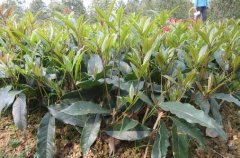 桂花树价格:总结群众经验和两熟棉田示范结果