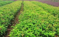 桂花树价格:把水稻栽培技术由定性管理提髙到定