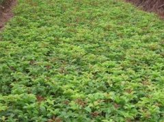 桂花树苗:普通分枝型此类型品种一般分枝4一8个