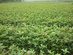 桂花树价格:植宝素等一大批调节剂大面积应用于