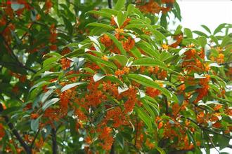 吉安桂花树价格