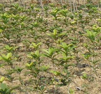 影响桂花生产的主要限制因素及相关栽培技术的应用_no.120