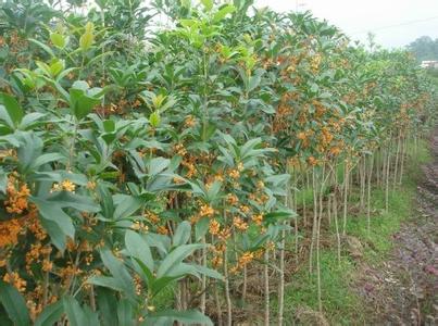 [桂花树价格]不同耕作方式对辽西桂花生产的影响