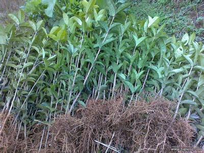 [桂花树价格]桂花田免耕除草除草技术示范效果研