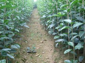 测土配方施肥对桂花养分吸收,产量和产量的影响_no.496