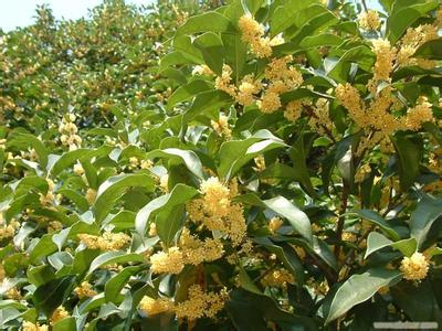 泰安桂花树价格