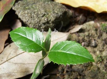 高产桂花栽培技术应用分析_no.561